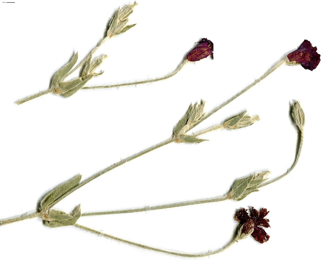 Lychnis coronaria (Caryophyllaceae)